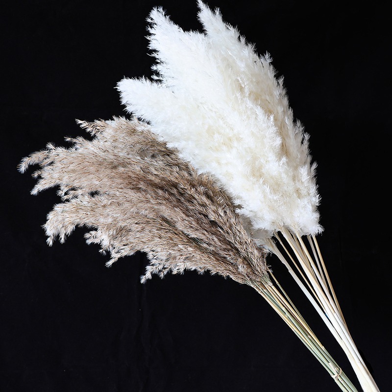 10 stuks kleurrijke natuurlijk - Pampas Grass Decor recensie en prijs